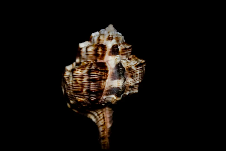 a close up of a single shell with dark background