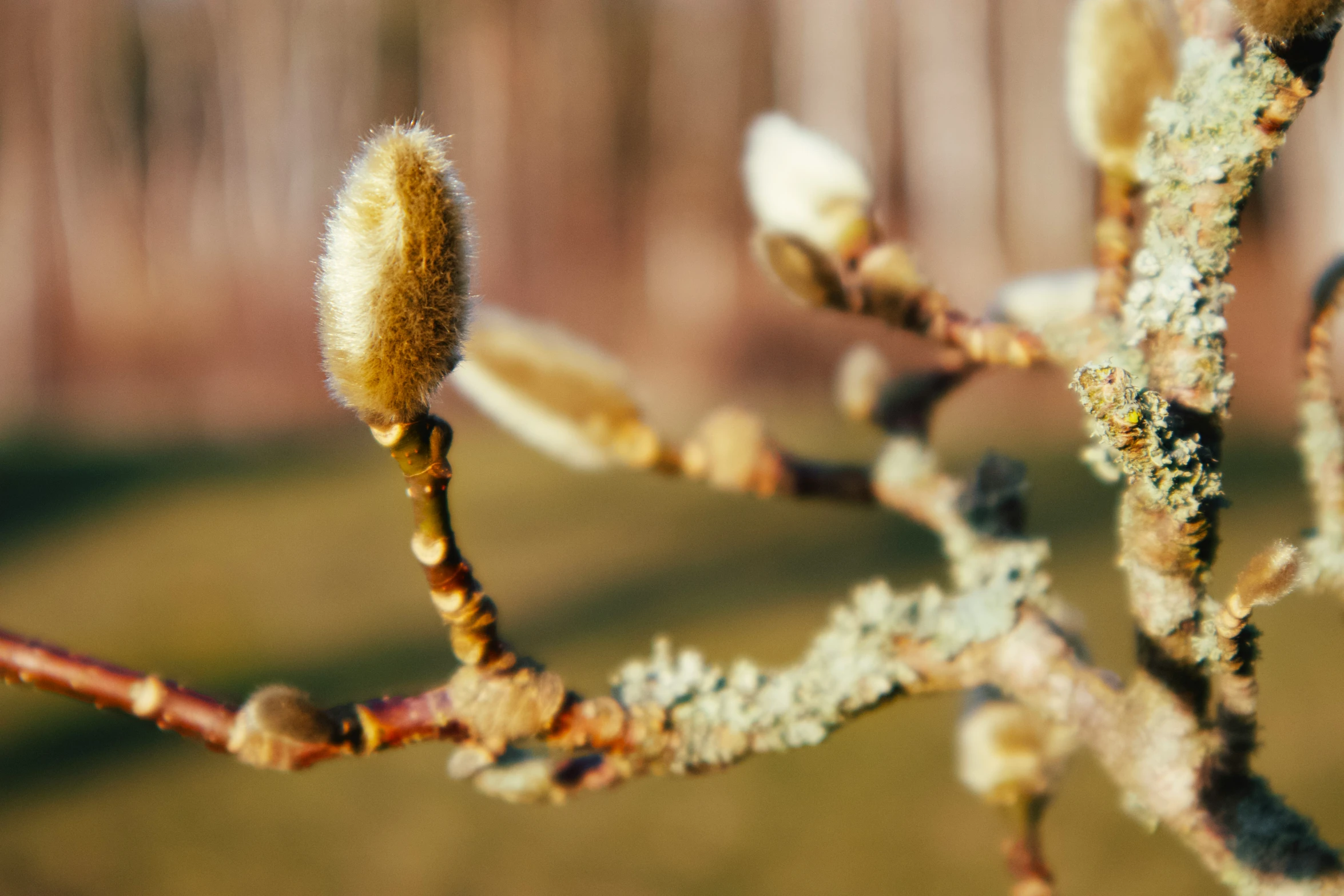 close up of an unripe plant with buds