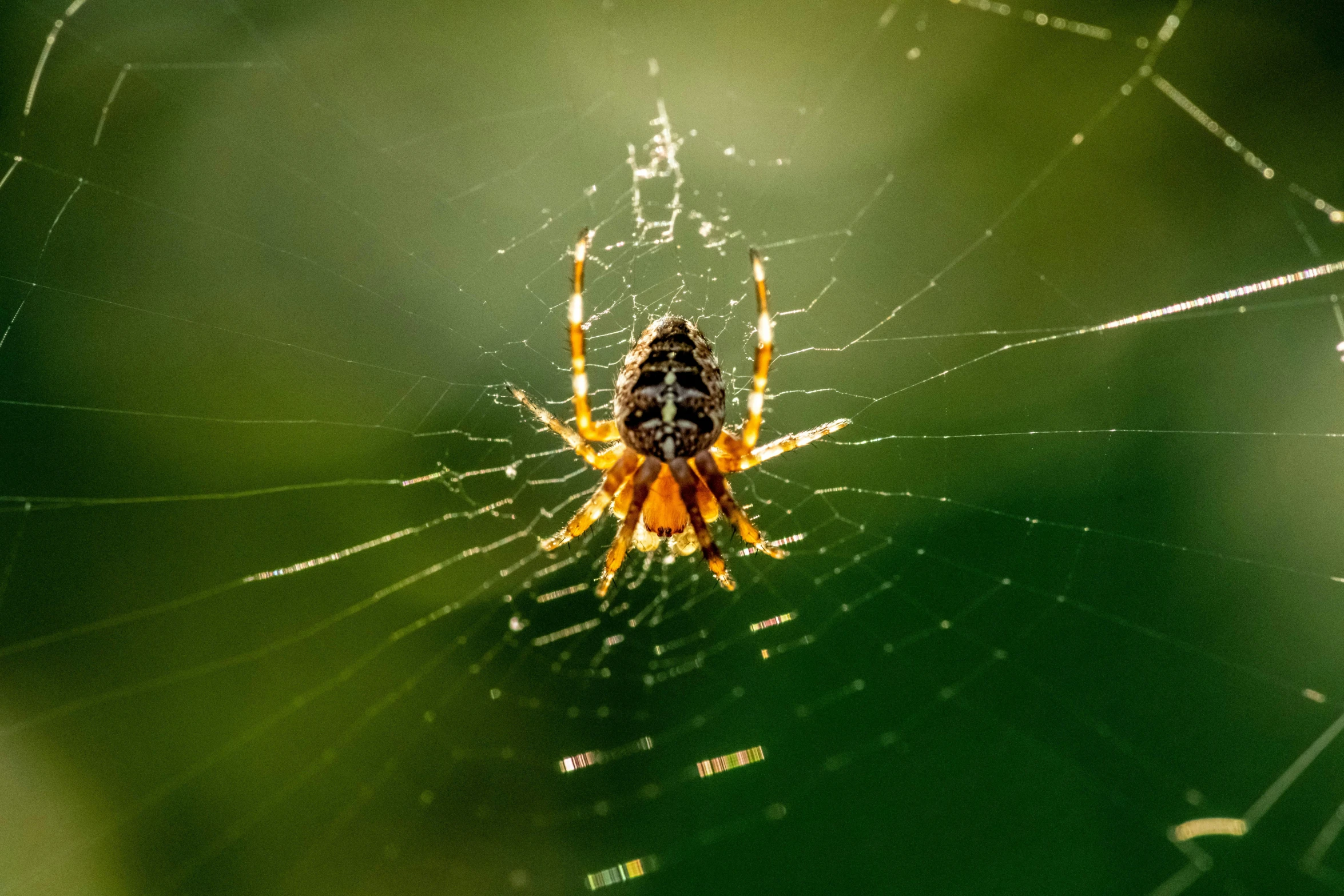 a large yellow and black spider sitting on a web