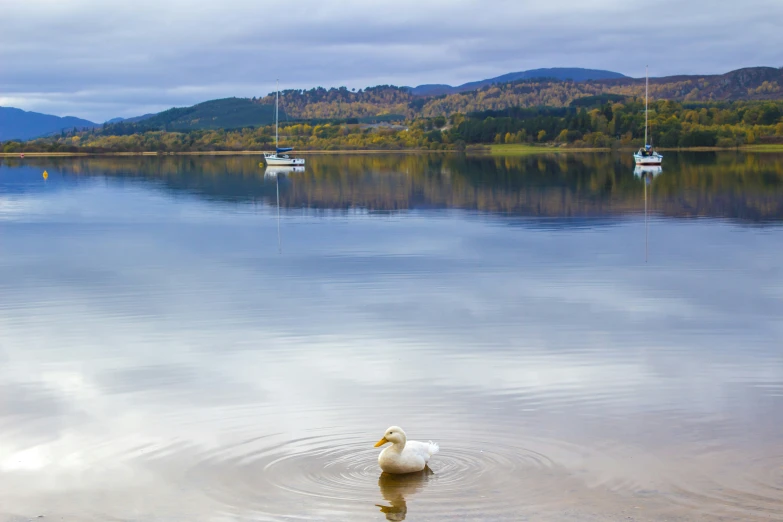 a white swan sitting in the water with boats in the background