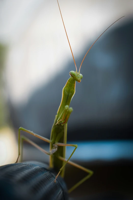 a large praying mantissa sitting on top of a black surface