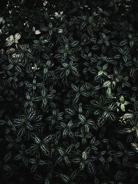 large amount of green leaves in the dark