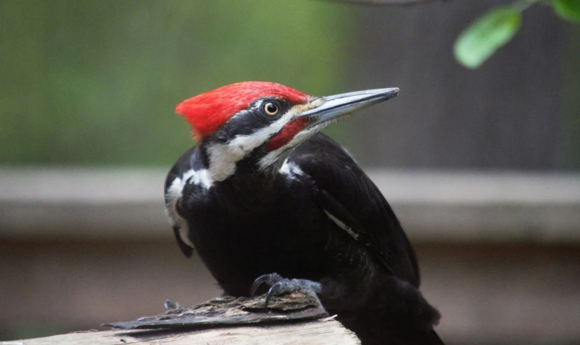 a bird with a red head and black wings