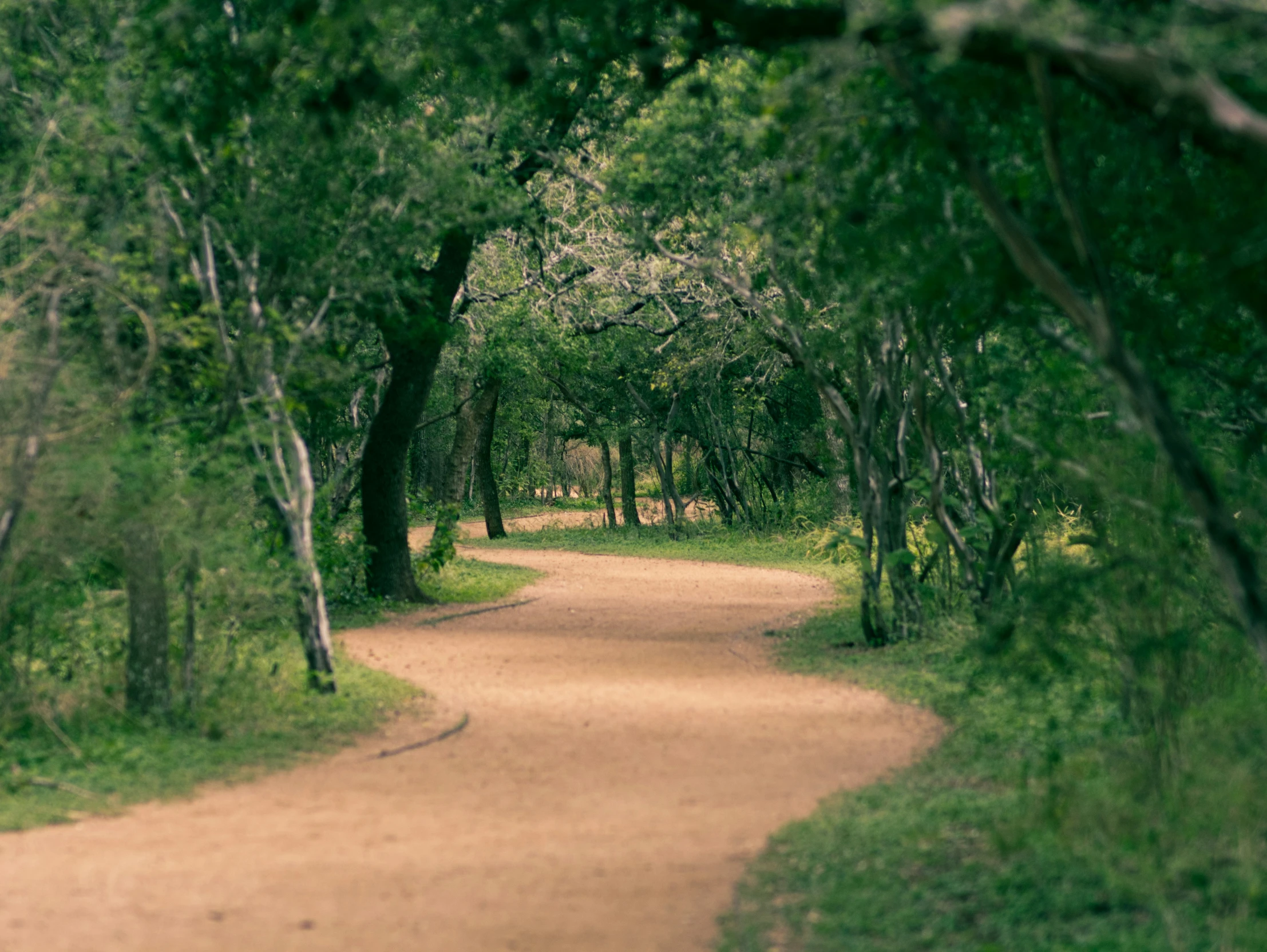 trees and dirt path in the woods with one direction sign