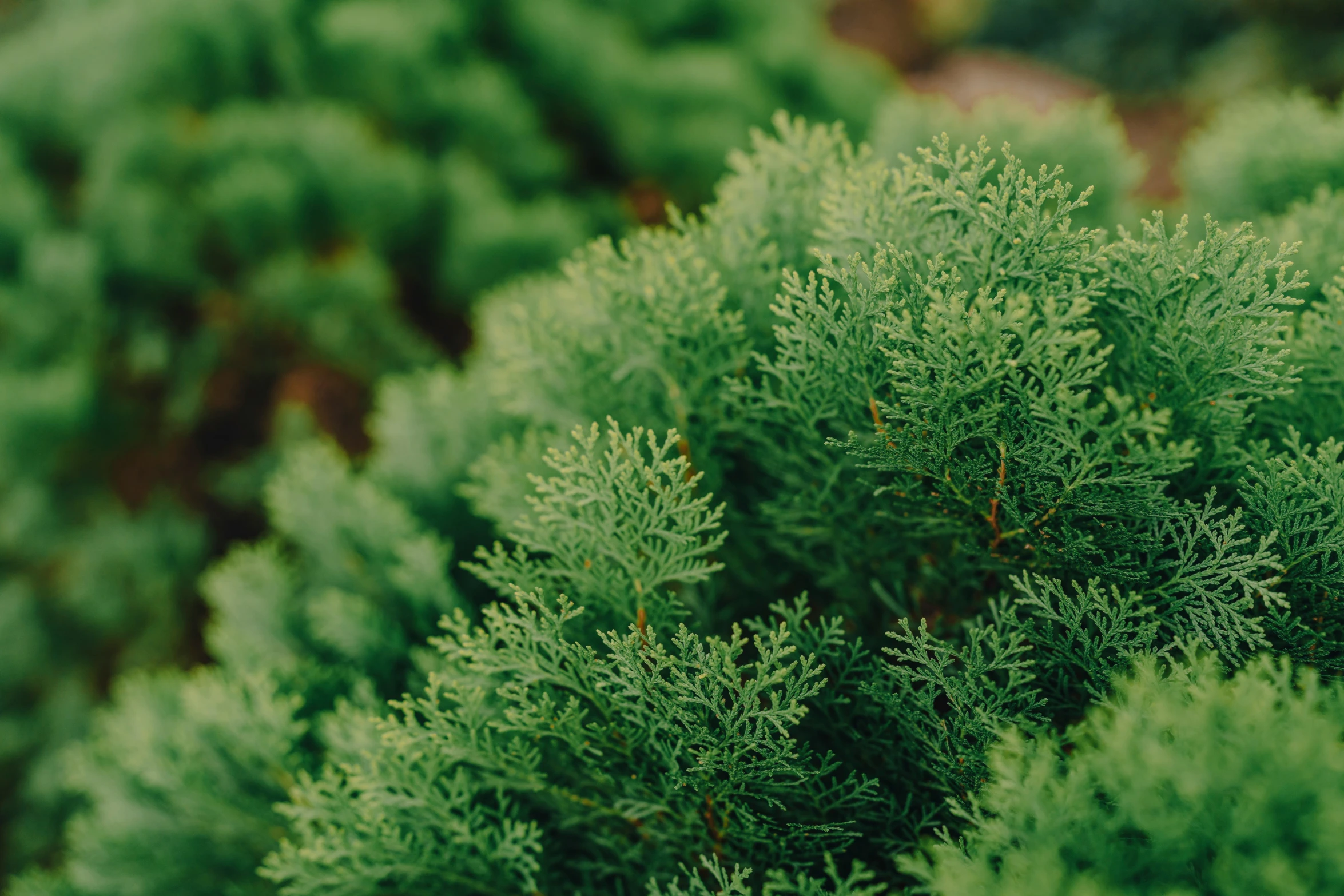 close up of an evergreen plant with green needles