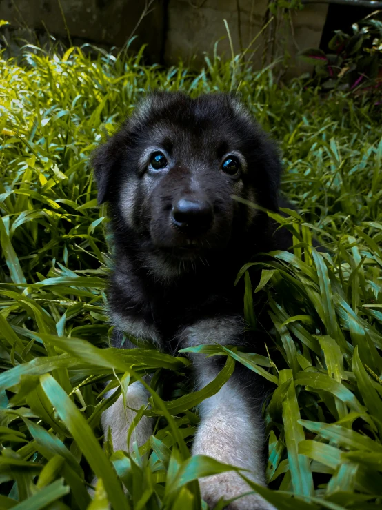 a black puppy lying in a grassy area