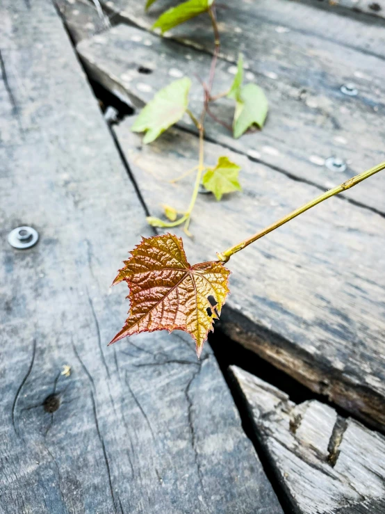 a leaf that is hanging on a post