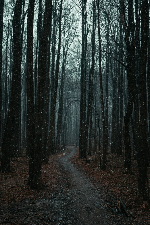 trail going through a forest in snow