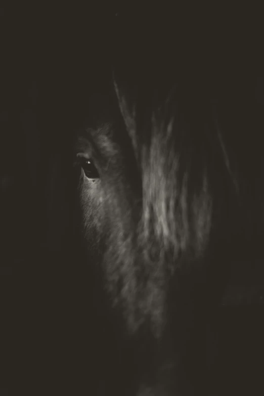 the black and white po is of a horse's eye