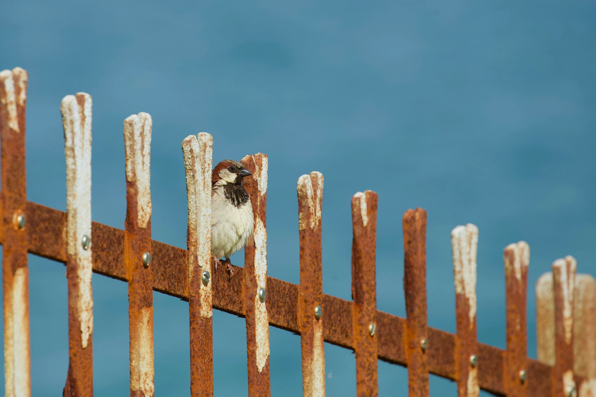 an image of an animal looking out of a barbwire fence