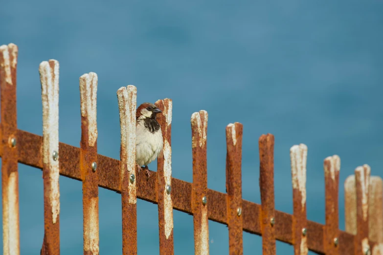 an image of an animal looking out of a barbwire fence