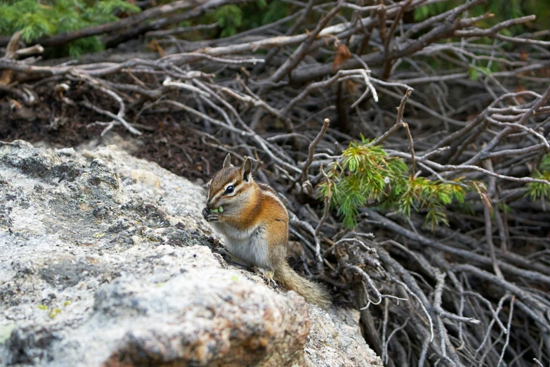 a chippy sitting on top of a large rock