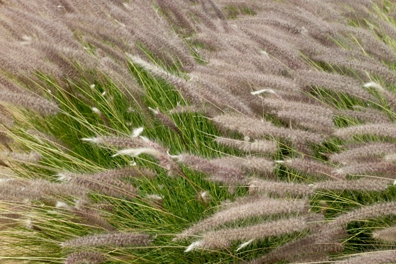 some green grass with many white flowers and small grass plants