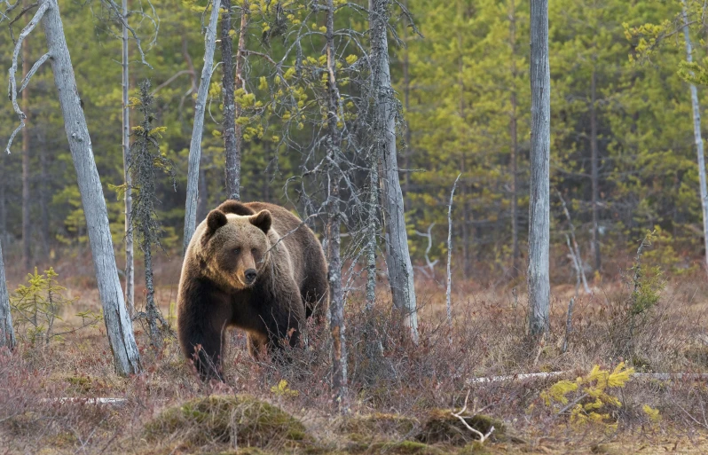 a large brown bear walking through the forest