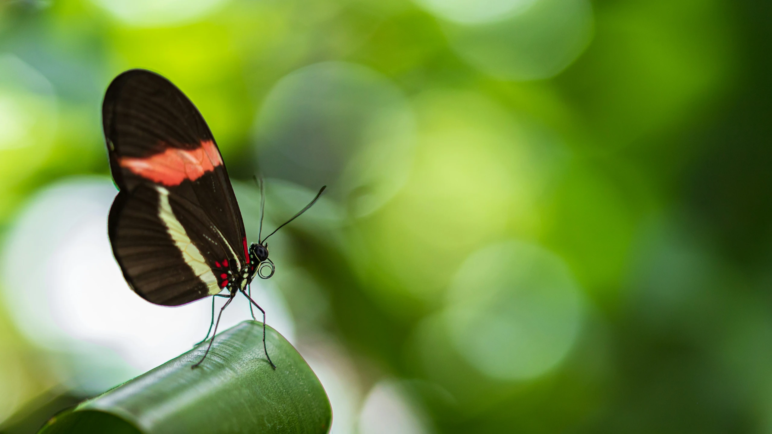 a black, orange and white erfly sitting on top of green leaves