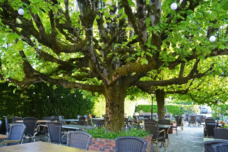 a large outdoor tree with chairs under it