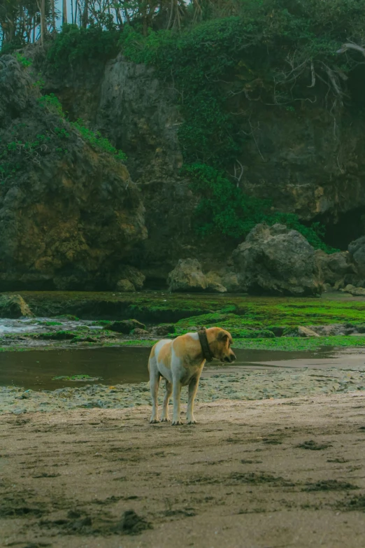 a dog stands in front of a lake with an island behind it