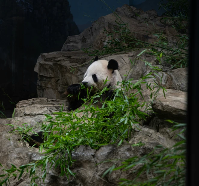 panda bear sitting on rock surrounded by trees and grass