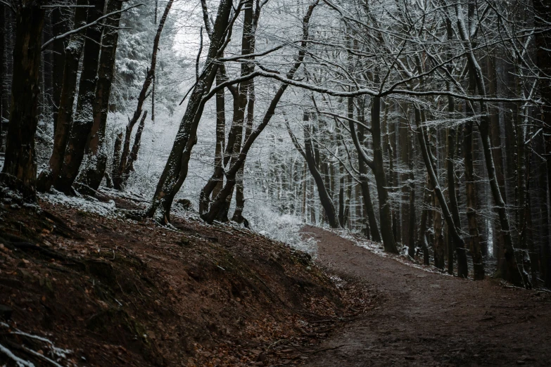 this po features some snow and trees, including one on the path