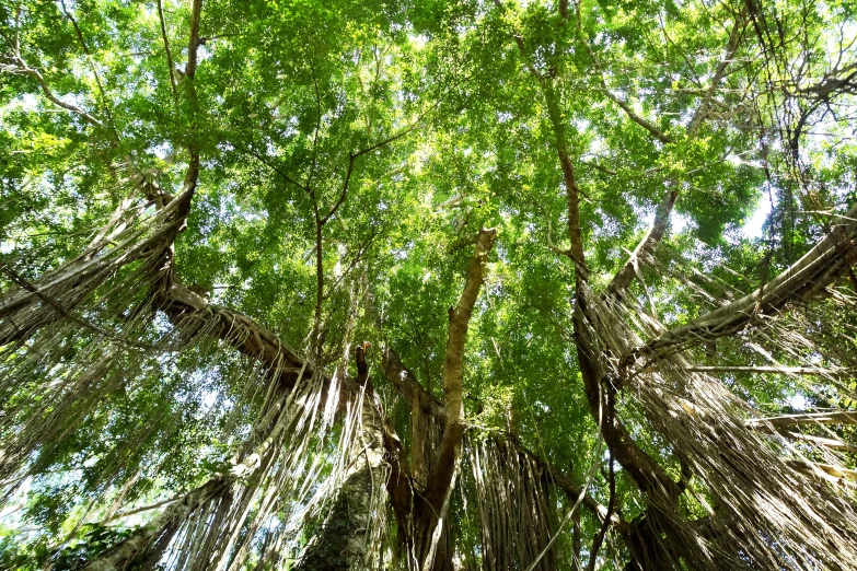 a view up in a tree from the ground looking upwards