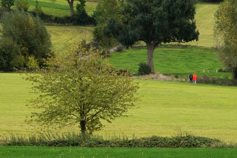 there is a lone man standing in the distance, next to a small tree