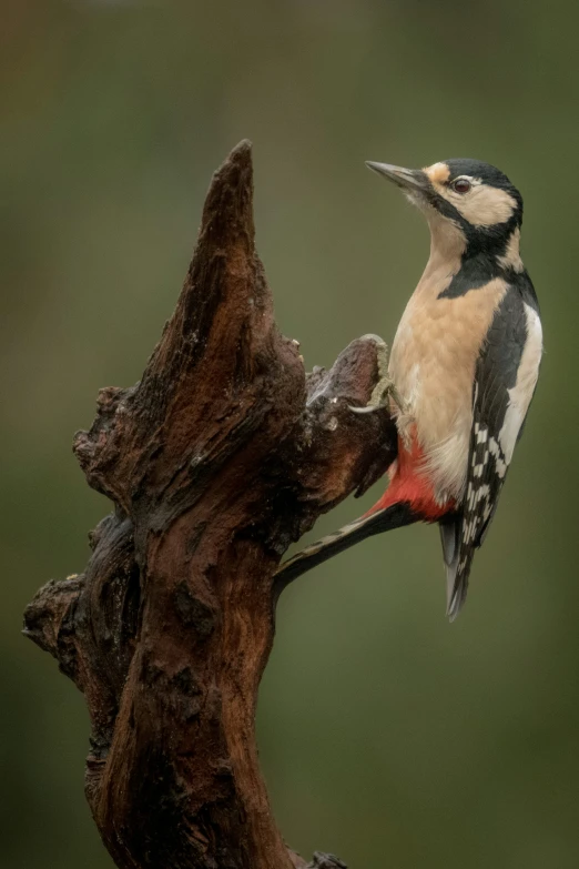 there is a bird sitting on top of a tree