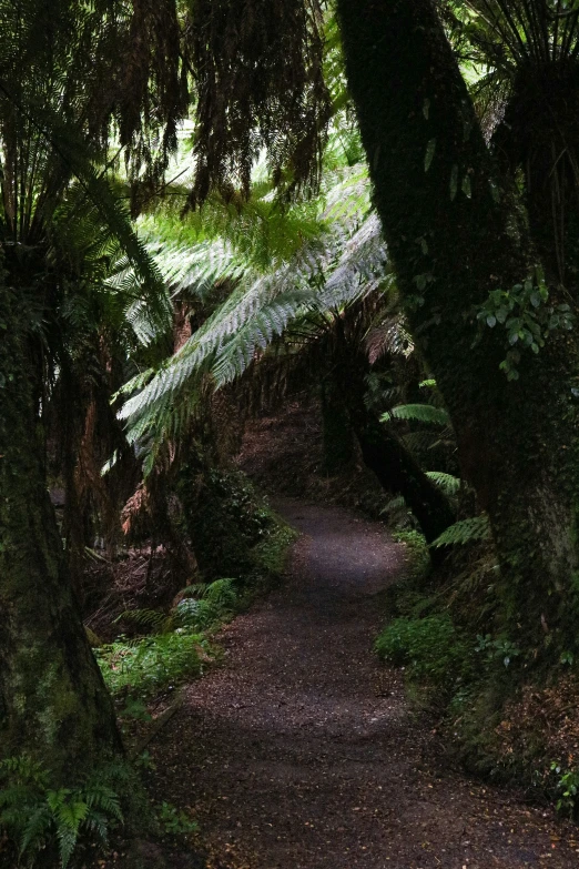 a lush green forest filled with lots of trees