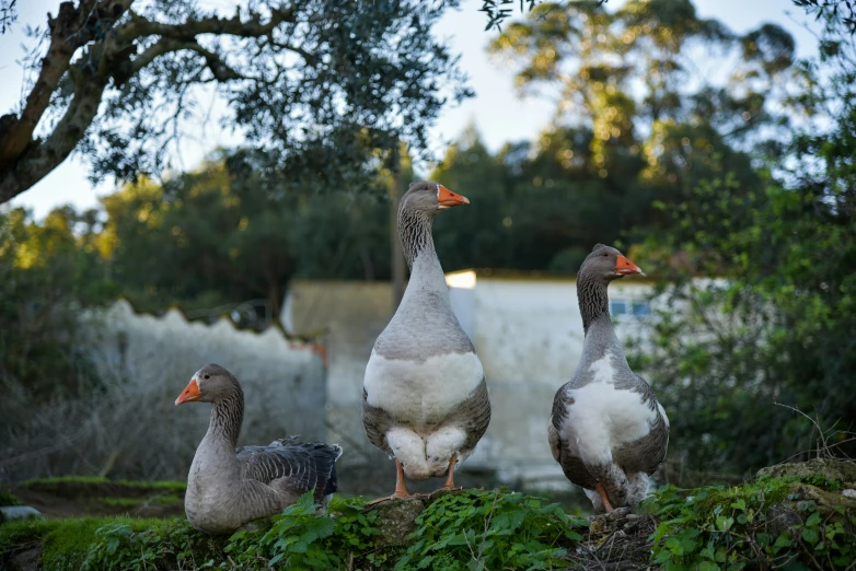 three ducks sitting together near the water