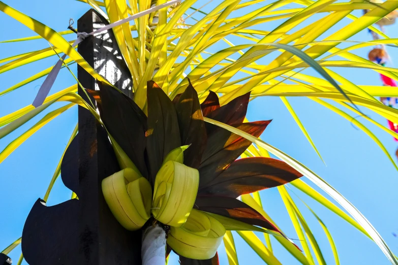 a green banana tree with yellow leaves