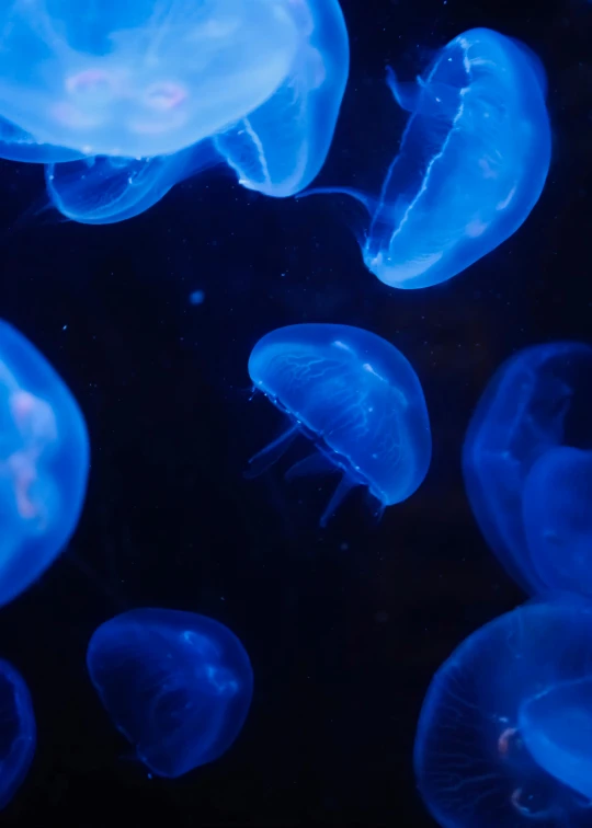 close up view of the ocean animals in the water