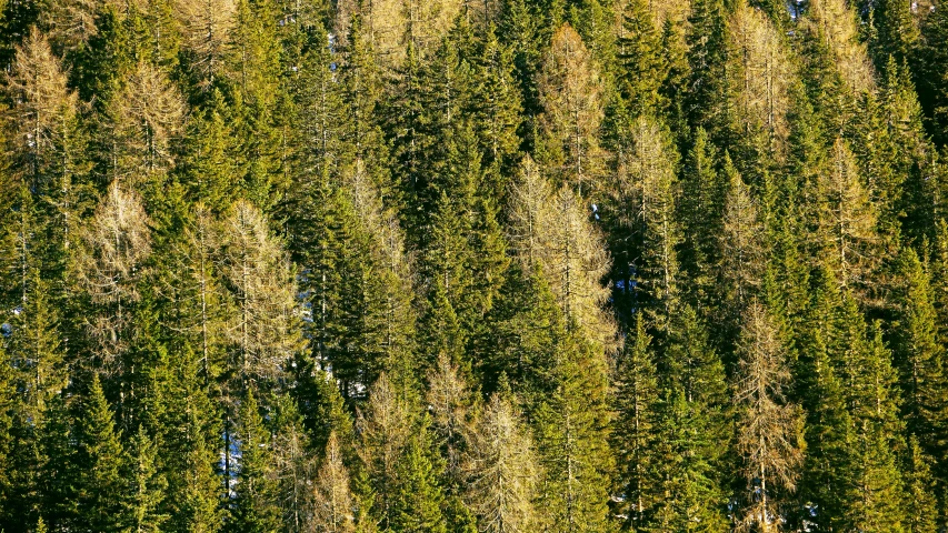 the trunk of trees are covered in thick, green foliage