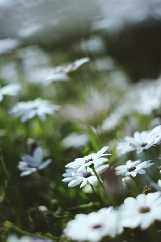 some very pretty daisies growing in a field