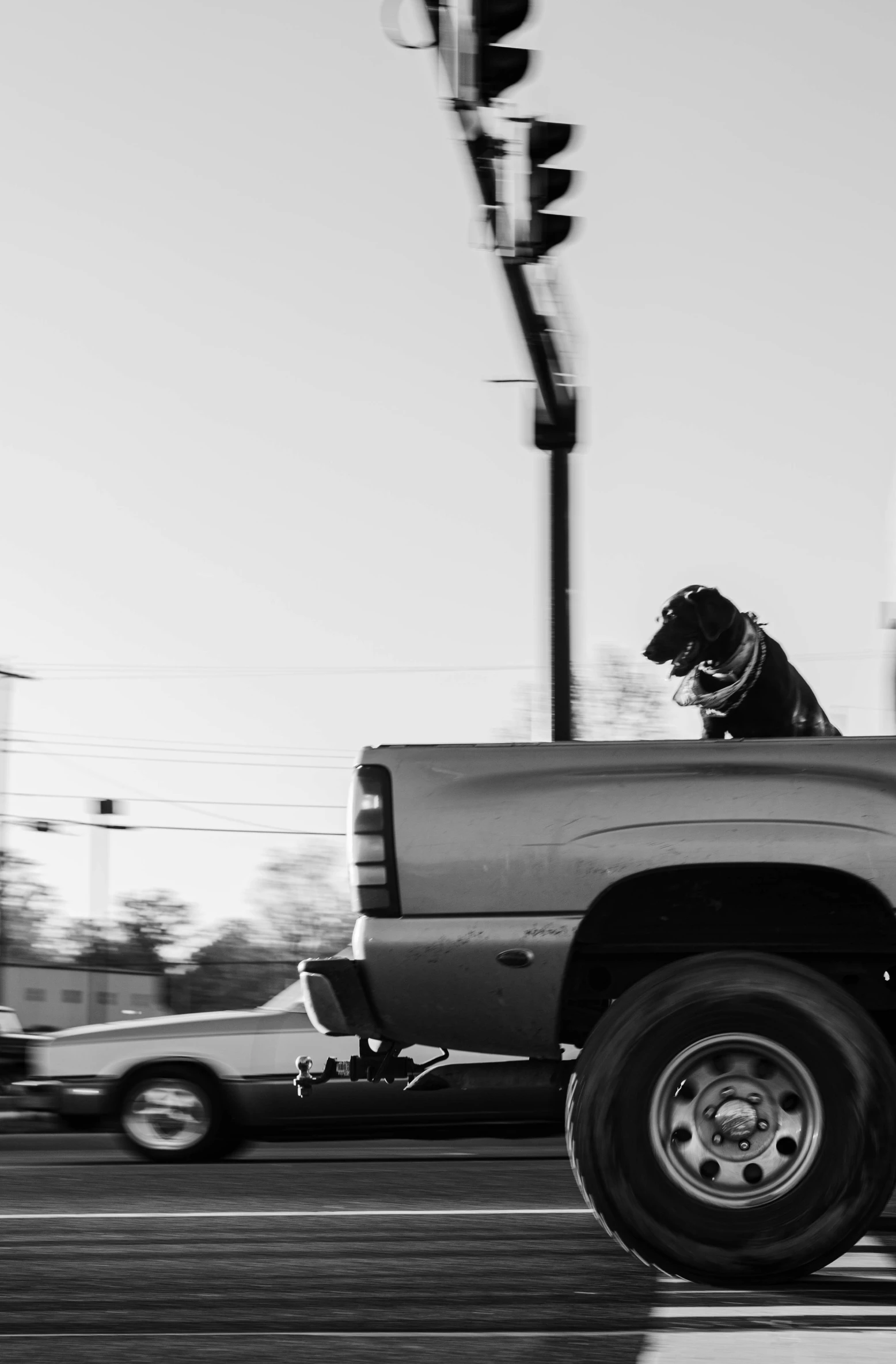 a dog sits on the back of a large truck