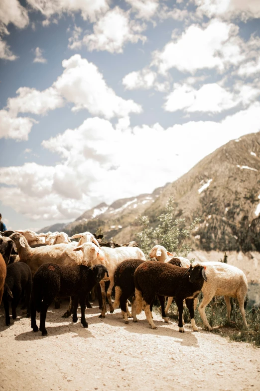 a heard of sheep walking across a road