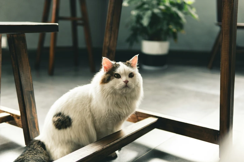 a black and white cat sits on a wooden bench