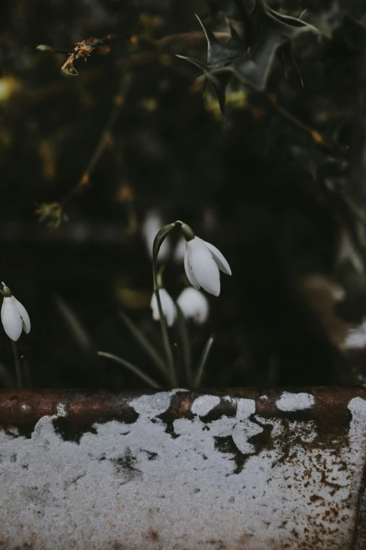 a group of flowers growing in the snow