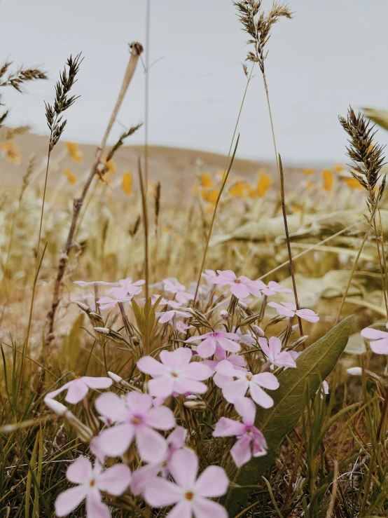 pink flowers in grass next to a field of yellow and white flowers