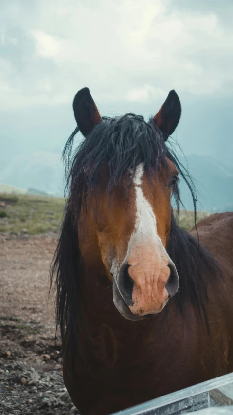 a close up po of a horse with some manes