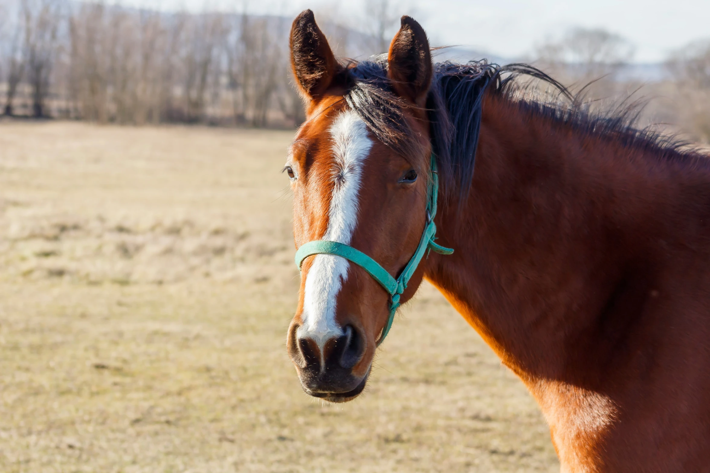 the head of a brown horse in a grassy field