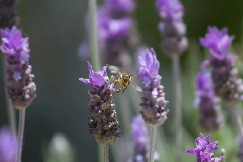 a bee gathers nectar from a lavender flower