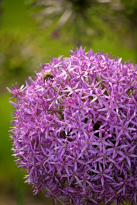 purple flowers with a bee flying above them