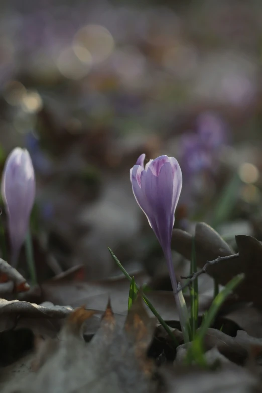 purple crocons blooming in the sun from the grass