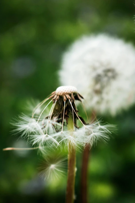 the plant has two large fluffy white flowers