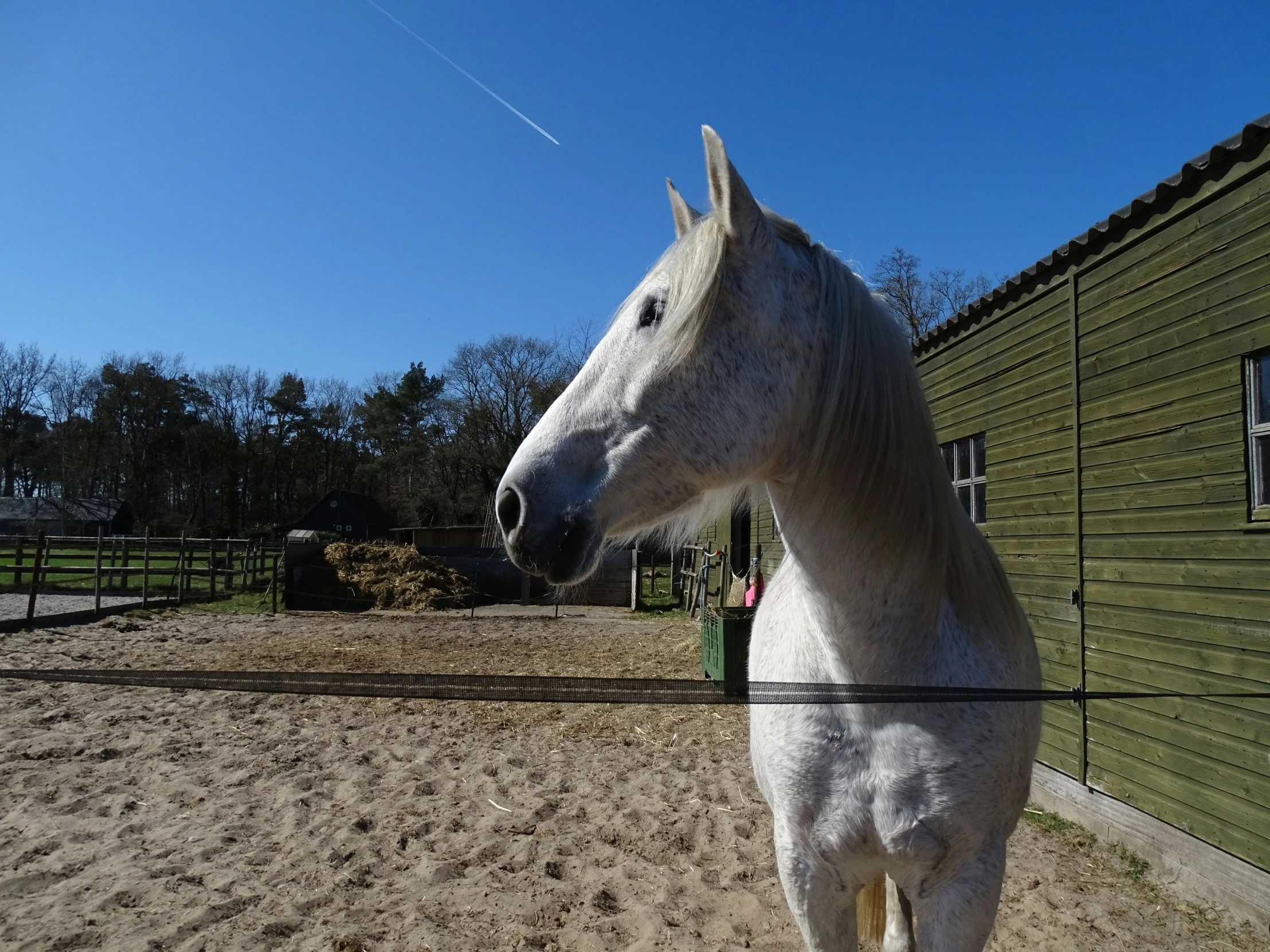 a horse in an enclosure looks out over the fence