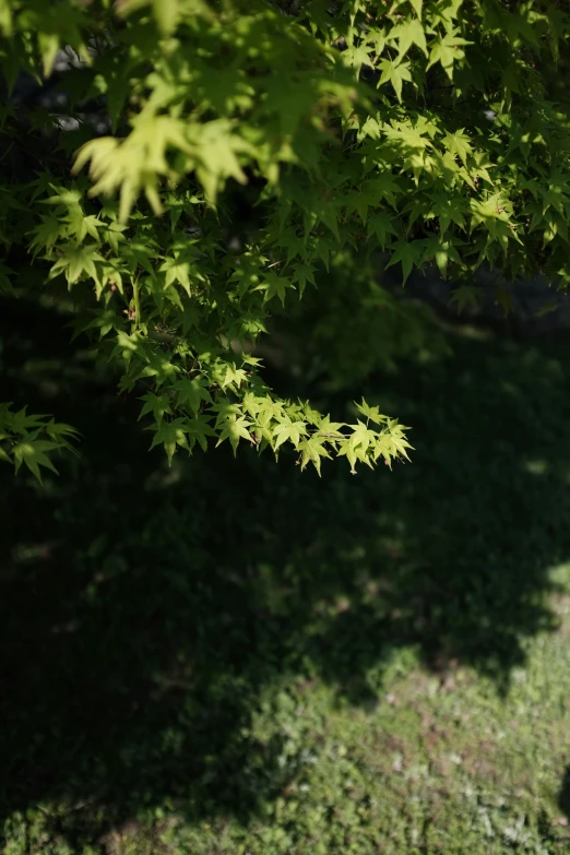 the person is sitting on the bench under the tree