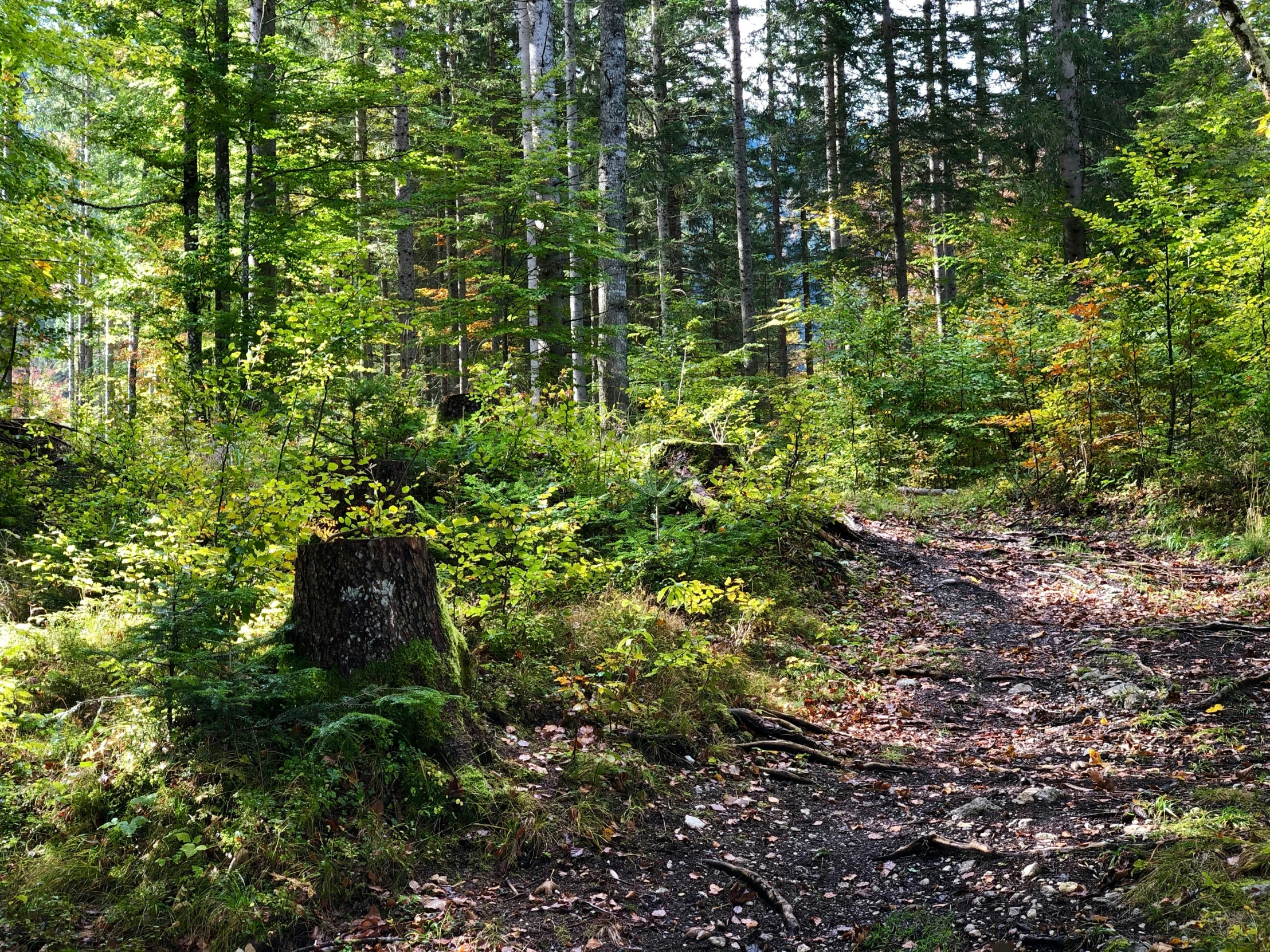 the road is surrounded by trees in the forest