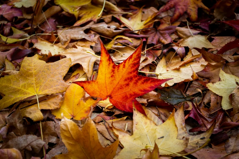 there is a maple leaf lying in the leaves