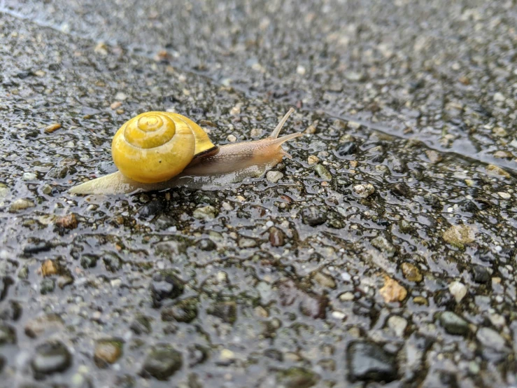 a yellow snail walking across a wet sidewalk