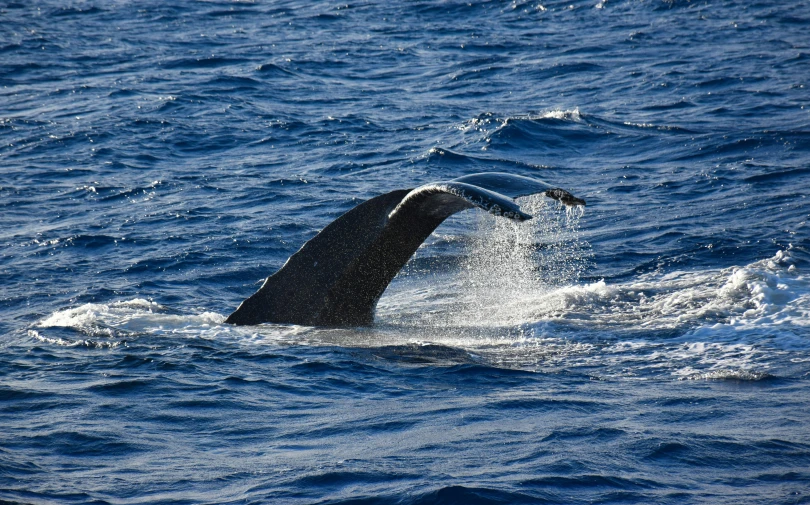 a whale diving in the water to grab some food