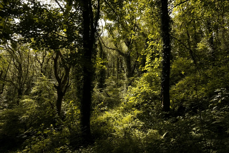 a path through some green trees in the woods